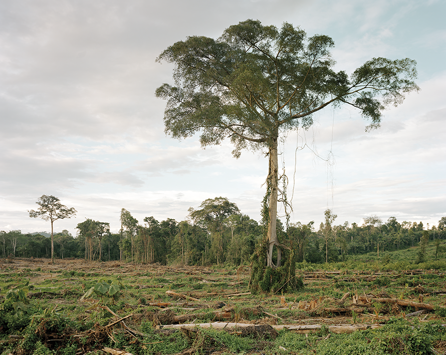 Deforestation of primary forest, Central Kalimantan, Indonesia 03/2012, Series: Reading the Landscape