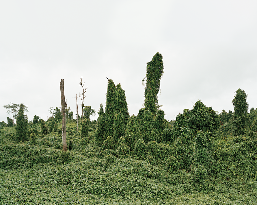 Ghost Trees after deforestation, Malaysia 10/2012, Series: Reading the Landscape